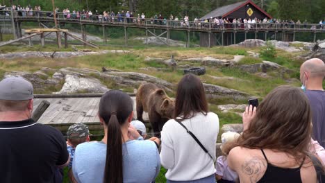 Multitud-Masiva-De-Personas-Viendo-Y-Filmando-Triste-Oso-Pardo-En-Cautiverio---Parque-De-Osos-Noruegos-En-Flaa-Hallingdal---Portátil-Estático-Detrás-De-La-Audiencia