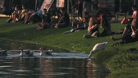 Escena-Con-Gente-Junto-Al-Lago-Disfrutando-Del-Atardecer,-Gansos-Entrando-Al-Agua