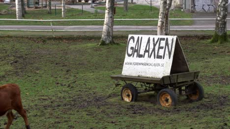 Galaxen-community-farm-sign-with-young-brown-calf-walking-around,-handheld-shot