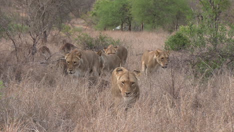 Leonas-Se-Acercan-A-La-Cámara-En-Hierba-Alta,-Vehículo-De-Safari-En-Segundo-Plano