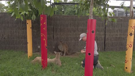 Zoowärter-Füttert-Kranke-Kängurus-Mit-Medikamenten-Oder-Nahrungsergänzungsmitteln-Im-Zoo-Von-Sydney