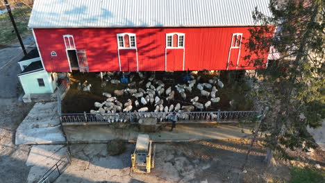 Farmer-feeds-white-sheep-in-pen-hay-bale