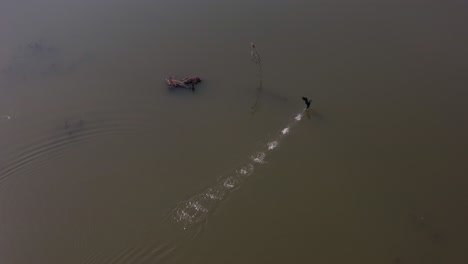 Atemberaubende-Tierwelt-Luftaufnahme-Eines-Stummen-Weißen-Schwans,-Der-Vom-Wasser-Zum-Flug-Im-See,-Park-Oder-In-Der-Abenddämmerung-Abhebt