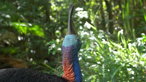 A-Cassowaries-close-up-shot-in-Etty-Bay