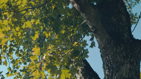 An-Einem-Warmen-Und-Sonnigen-Sommertag-In-Deutschland-Schwenkt-Man-Einen-Baum-Hinunter,-Um-Die-Burg-Hohenzollern-In-Der-Ferne-Freizulegen