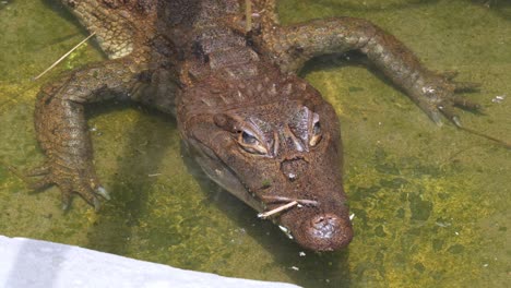 Primer-Plano-De-Caiman-Headshot-Vista-Frontal-Quedarse-Dormido-Bajo-El-Agua