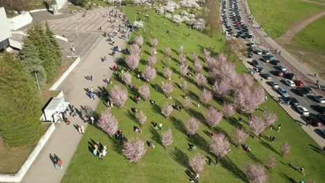 Antena:-Gente-Caminando-Entre-Los-Cerezos-En-Flor-Durante-Su-Temporada-En-Vilnius-Con-Autos-Circulando