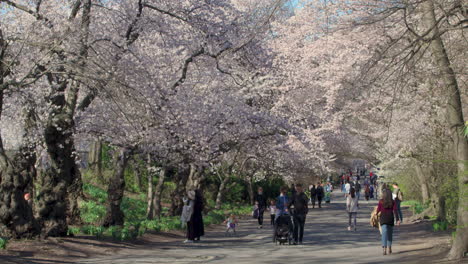 La-Gente-Camina-Bajo-Los-Cerezos-En-Flor-En-El-Parque-Central,-N