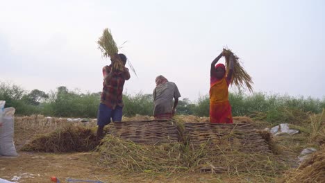 Boro-Paddy-Wird-Im-Sommer-In-Asiatischen-Ländern-In-Großen-Mengen-Angebaut