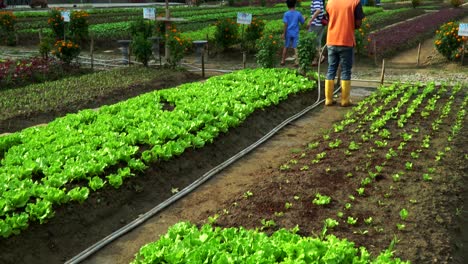 área-De-Granja-De-Lechuga-Orgánica-Fresca