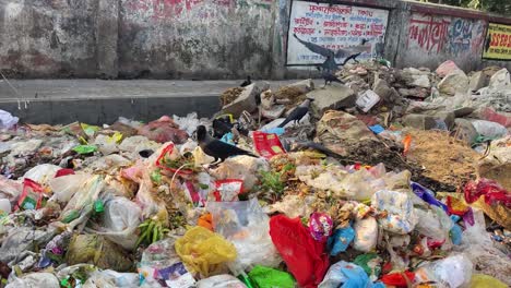 Animals-in-the-landfill-among-garbage-and-waste-junk,-city-urban-wildlife