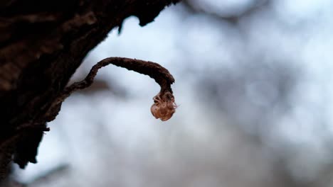 A-close-up-of-European-Cicada-on-a-trunk-of-tree,-blurred-turquoise-background