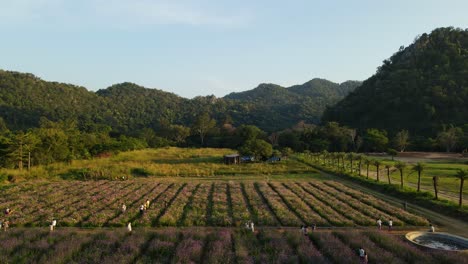 Aerial-footage-towards-mountains-revealing-the-Hokkaido-Flower-Park-and-people-enjoying-the-beautiful-flowers-in-winter-in-Khao-Yai,-Pak-Chong,-Thailand