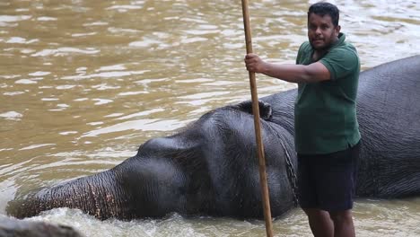 Statische-Ansicht-Eines-Verwaisten-Elefanten-Aus-Dem-Elefantenwaisenhaus-Pinnawala,-Der-Sich-Beim-Baden-Im-Flusswasser-In-Der-Provinz-Sabaragamuwa-In-Sri-Lanka-Entspannt,-Dezember-2014