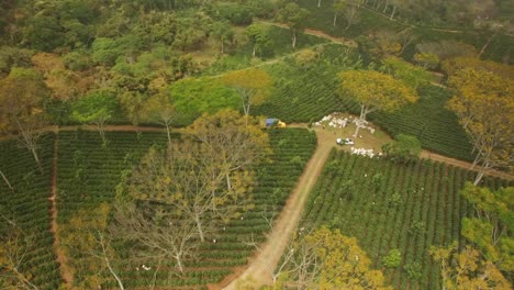 Espectacular-Vista-Aerea-Con-Drone-De-La-Cosecha-De-Cafe-En-Huatusco,-Veracruz