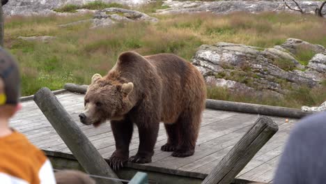 Trauriger-Alter-Braunbär,-Der-Im-Zoo-Auf-Futter-Wartet-–-Sanft-Fokussiertes-Publikum-Im-Vordergrund-Und-Bär-Im-Zaun-In-Sicherer-Entfernung-–-Statischer-Handheld-Clip-Aus-Der-Sicht-Des-Publikums