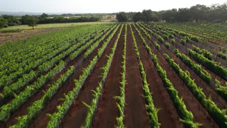 Aerial-footage-of-William-Chris-Vineyard-in-Hye-Texas