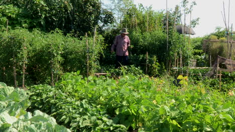 Vegetable-garden-with-vegetables-and-fruits-and-a-farmer-holding-two-green-peppers-in-his-hand