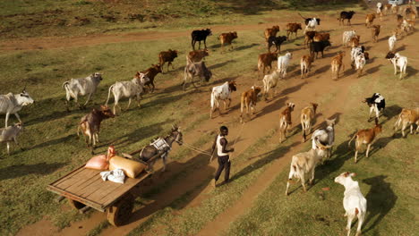 Hombre-Local-Y-Burro-Tirando-De-Un-Carro-De-Madera-Caminando-A-Casa-Desde-Los-Pastos-Con-Un-Rebaño-De-Vacas