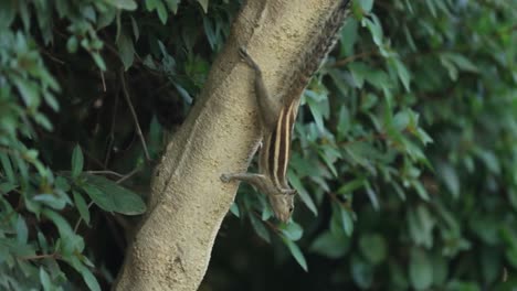 Las-Ardillas-Son-Miembros-De-La-Familia-Sciuridae,-Una-Familia-Que-Incluye-Roedores-De-Tamaño-Pequeño-O-Mediano