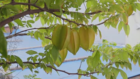 Sternfrucht-Im-Garten-Mit-Einem-Hintergrund-Aus-Grünen-Blättern,-Die-Ziemlich-üppig-Sind-Und-Ein-Wenig-Verschwommen-Aussehen_4k24fps