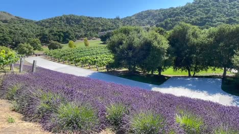 Campos-De-Lavanda-Púrpura-A-Lo-Largo-De-Los-Viñedos-Verdes-Del-Rancho-Del-Valle-Del-Carmel,-California