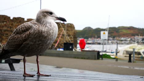 Nahaufnahme-Einer-Nassen,-Tropfenden-Grauen-Möwe,-Die-Auf-Dem-Picknicktisch-Im-Hafen-Von-Conwy-Im-Bewölkten-Herbsthafen-Steht