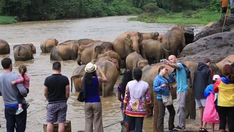 Eine-Gruppe-Ausländischer-Touristen-Beobachtet-Und-Fotografiert-Eine-Elefantenherde,-Die-Im-Flusswasser-Im-Pinnawala-Elefantenwaisenhaus-In-Der-Provinz-Sabaragamuwa-In-Sri-Lanka-Badet,-Dezember-2014