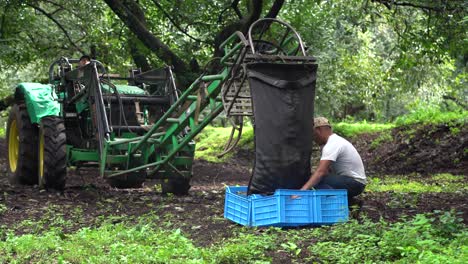 Los-Aguacates-Hass-Se-Llenan-Con-Una-Bolsa-Después-De-Que-Un-Hombre-Hispano-Abre-La-Bolsa-Y-Todos-Caen-En-Cajas-Azules-Durante-La-Cosecha-En-México