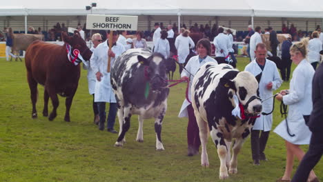 Die-Royal-Cornwall-Show-2022-Mit-Rindern,-Die-Bei-Einer-Veranstaltung-In-Wadebridge,-England,-Gegeneinander-Antreten