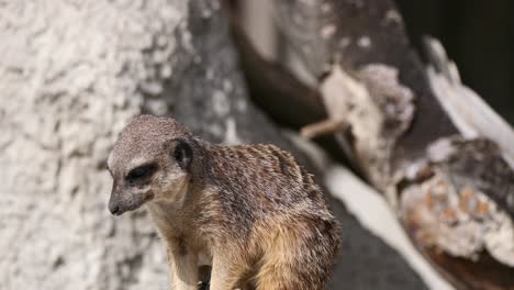 Close-up-shot-of-sweet-Meerkat-resting-between-mountain-in-sunlight-and-observing-area