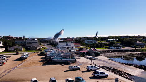 Shark-cage-diving-boats-lined-up-and-ready-to-take-guests-out