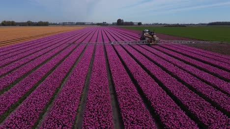 Volando-Un-Dron-Justo-Detrás-De-Una-Máquina-Agrícola,-Rociador-Autopropulsado-En-Un-Campo-De-Bulbo-De-Tulipán-Púrpura