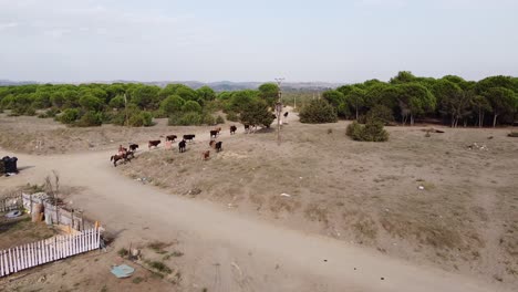 Jinete-Y-Rebaño-De-Vacas-Caminando-En-Albania---Vida-Tradicional-En-La-Granja