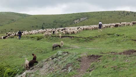 Jóvenes-Criadores-De-Ovejas-Búlgaros-Con-Un-Gran-Rebaño-En-Las-Montañas-Balcánicas