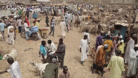 Viehmarkt-Im-Bundesstaat-Katsina