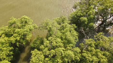 Mangrovenbäume-Und-Badende-Kinder,-Ein-Erfolgreiches-Wiederaufforstungsprogramm-In-Samut-Prakan,-Thailand