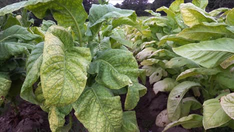 Tobacco-growing-in-a-field-in-southern-Orange-County,-North-Carolina