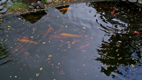 A-spacious-koi-pond-graces-a-serene-area-where-a-chapel-is-situated,-within-the-aptly-named-Greenbelt-Park-in-the-commercial-district-of-Makati-City,-Philippines