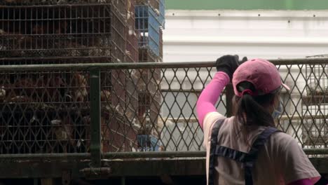 Woman-opening-truck-tray-door-for-truck-full-of-caged-chickens