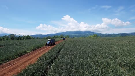 Drone-Volando-Sobre-Campos-De-Piña-De-Costa-Rica-Durante-La-Cosecha