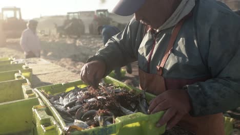 Toma-En-Cámara-Lenta-De-Pescador-Clasificando-Pescado-De-La-Caja-De-Almacenamiento-Directamente-Desde-La-Playa-De-Mira,-Rayos-De-Sol-Matutinos