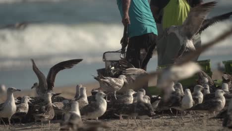 Traditional-Xavega-fishery-workers-collecting-fish-followed-by-seagulls-trying-to-get-Fresh-fish,-Slow-motion-pan-shot