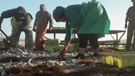 Xávega-artisanal-fishery,-men-and-woman-collecting-fresh-fish-from-nets-on-a-beach-sand,-Slow-motion