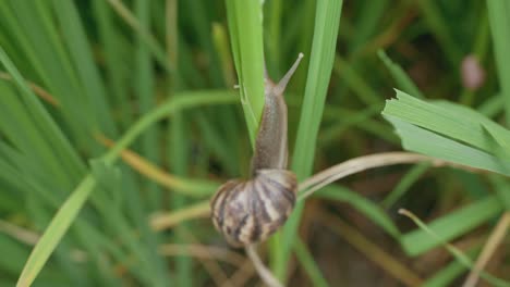 Cerca-Del-Caracol-Manzana-Moviéndose-En-El-Campo-De-Arroz