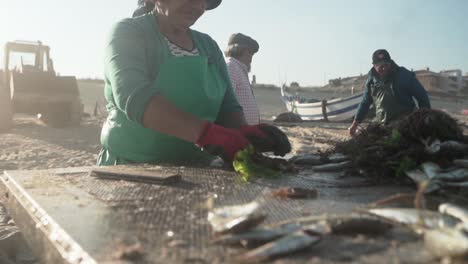 Toma-En-Cámara-Lenta-De-Un-Anciano-Pescadero-Manejando-Pescado-Fresco-En-La-Playa-De-Mira,-Sardinas-Saltando-Sobre-La-Mesa