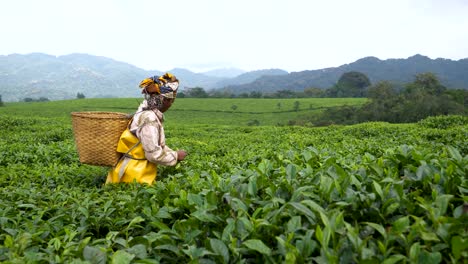 Hojas-De-Té-Cosechadas-En-La-Plantación-De-Té-Nyungwe-En-Ruanda,-África