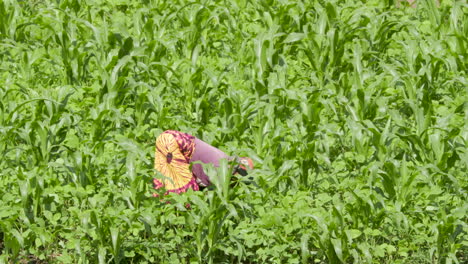 Long-shot-of-women-weeding-her-farm-land-in-Rwanda