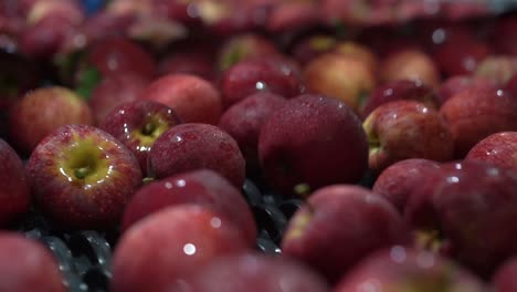 Red-Apples-are-washed-and-Moved-on-Automatic-Sorting-Conveyor-Belt-in-Fruit-Packing-House