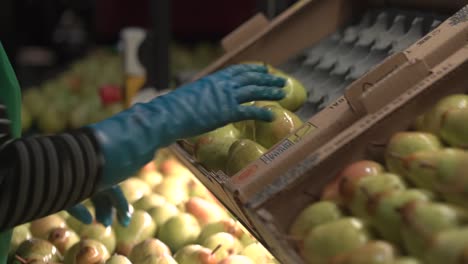 Las-Peras-Se-Clasifican-Y-Se-Colocan-En-Una-Caja